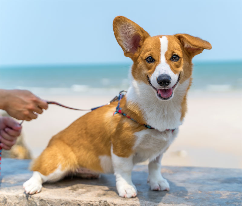 dog-beach-safety-strip2