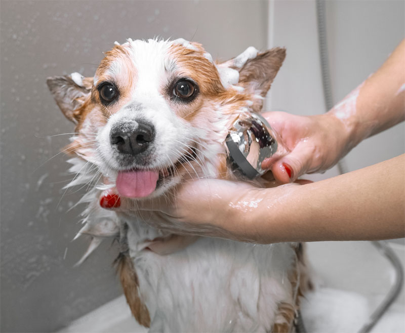 6-tips-to-protect-your-pets-skin-during-winter-strip3