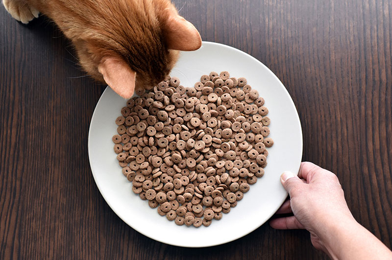 the-best-supplements-for-pets-why-healthy-nutrition-matters-strip3